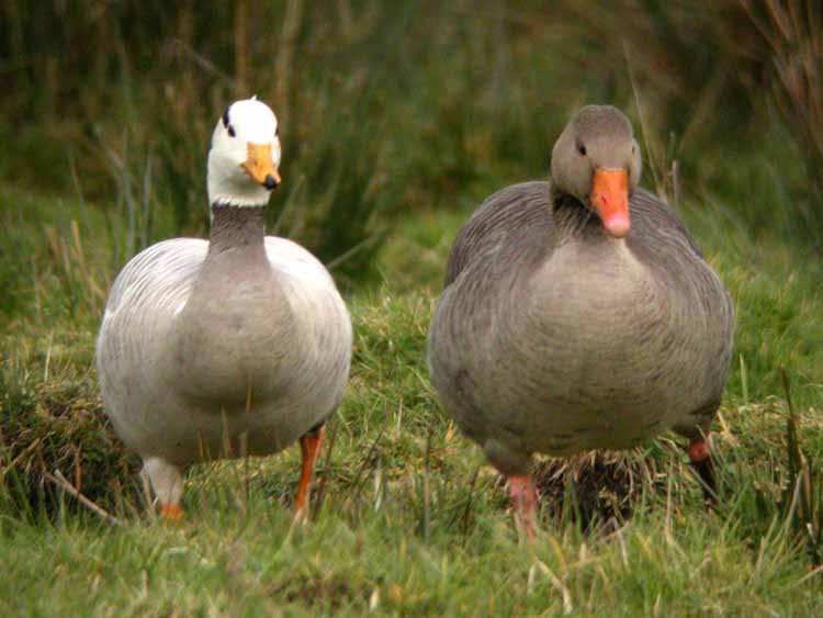 Bar-headed Goose